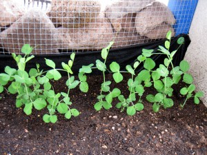 peas-041810