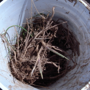 Asparagus crowns waiting for planting