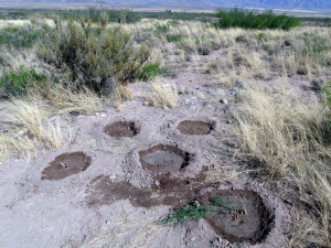 Five new asparagus in their desert home