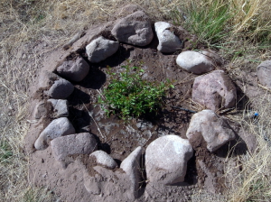 A pomegranate tree/bush year one, planted in the fall