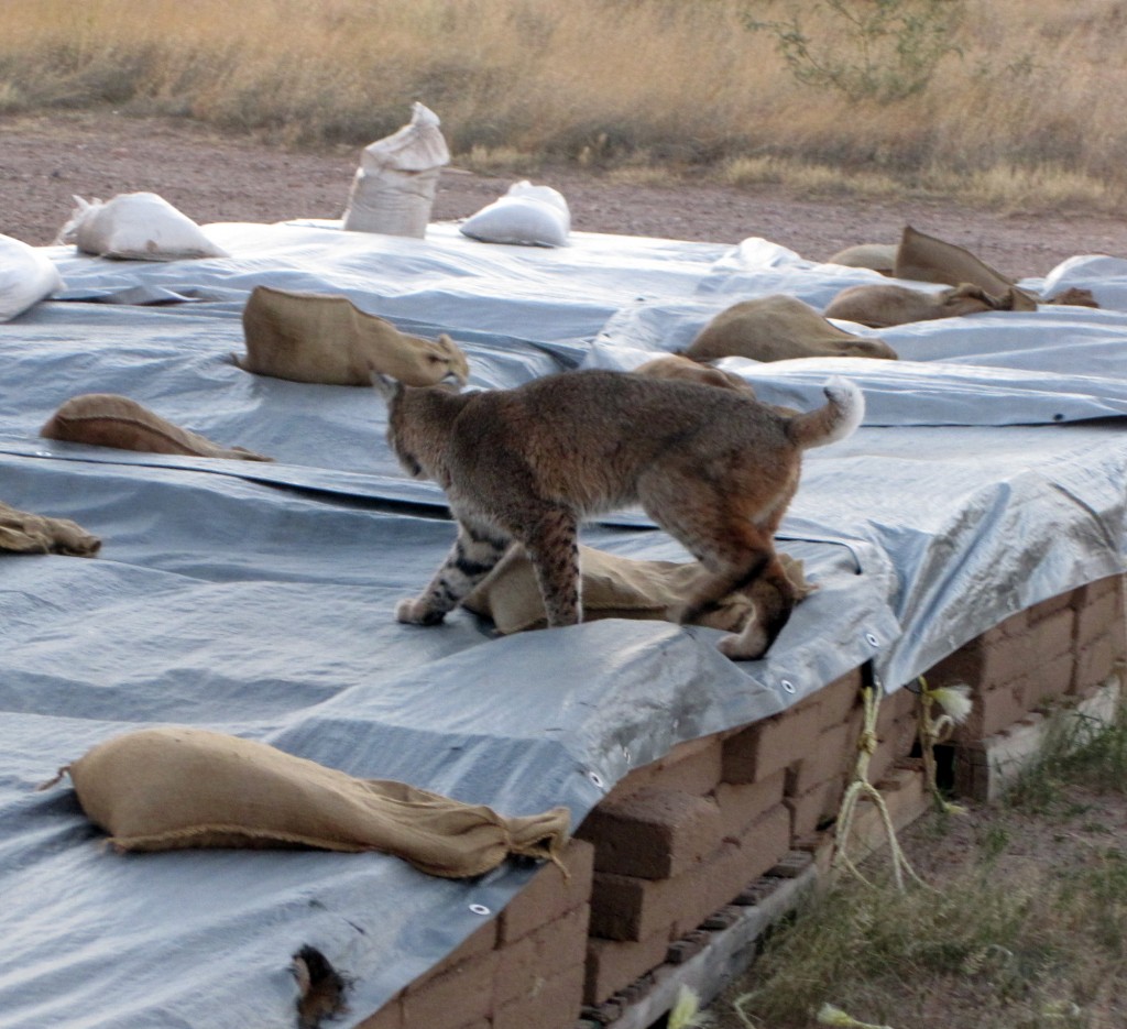 bobcat3