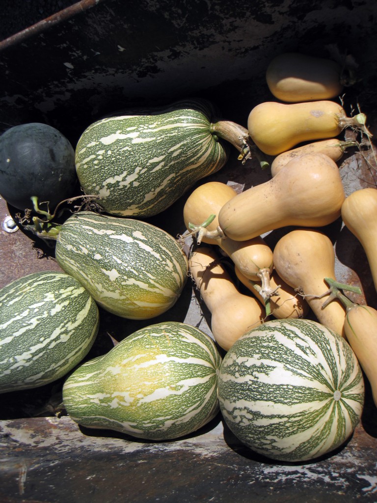 squash