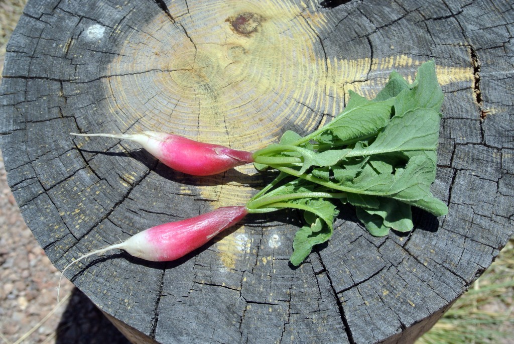 radishes