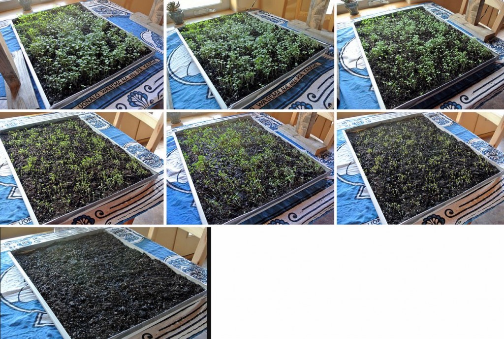 microgreens