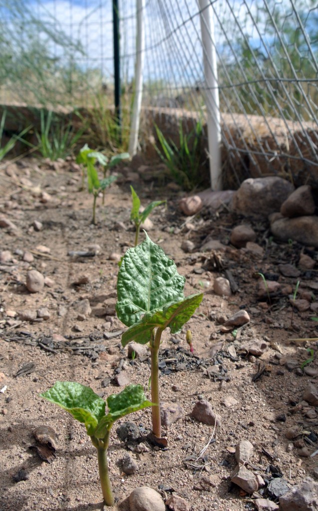 beans at day 10