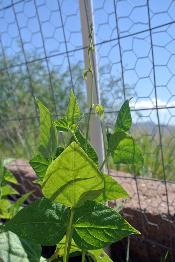 beans at about 6 weeks