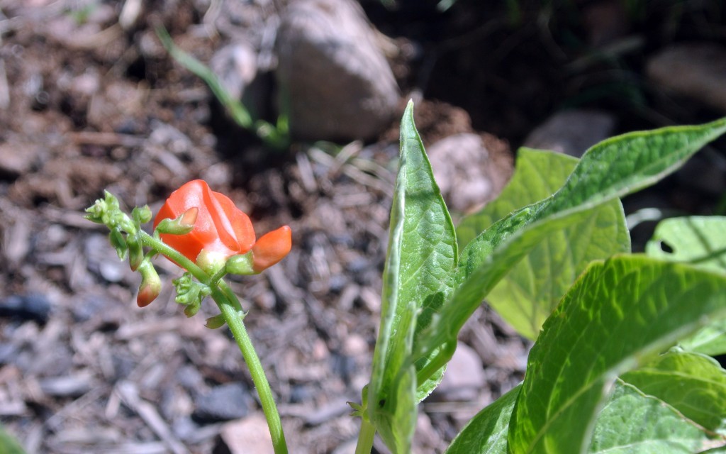 first blooms