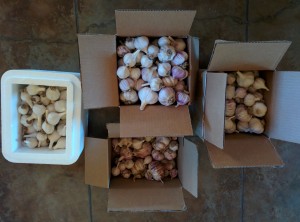 boxes of garlic