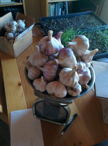 garlic on a scale