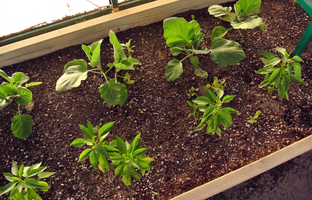 eggplants and peppers