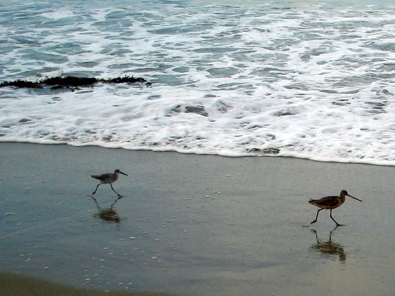 sea birds